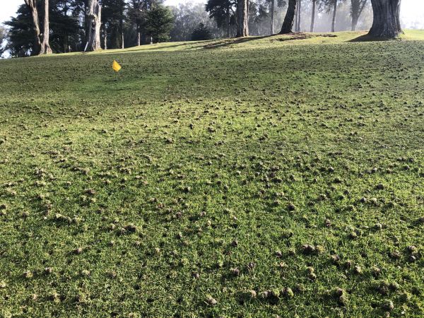 Lawn Aeration Service